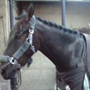 Knabstrupper Charlotte