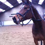 Dansk Varmblod Haxholms Celina