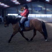 Anden særlig race Chico