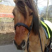 Anden særlig race Chico