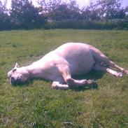 Anden særlig race Rasmus