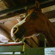 Anden særlig race Dinky-Boy 