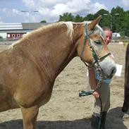 Tyroler Haflinger Nok Kyhnæb "Hafferlaffen"