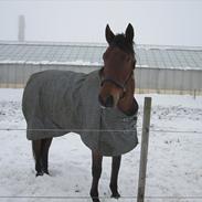 Anden særlig race Elton