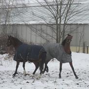 Anden særlig race Elton