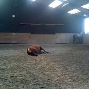 Trakehner Lisegaardens Zefyr