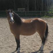 Welsh Mountain (sec A) maylie madonna >solgt<