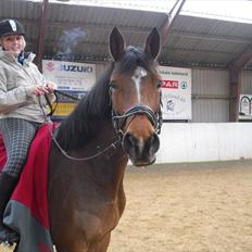 Dansk Varmblod Haxholms Celina