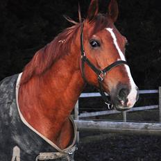 Frederiksborg Mercur - Solgt