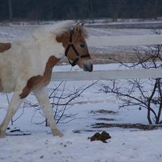 Anden særlig race Korshøjs Everlyn 