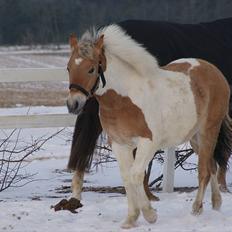 Anden særlig race Korshøjs Everlyn 