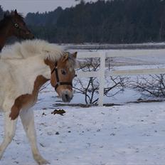 Anden særlig race Korshøjs Everlyn 