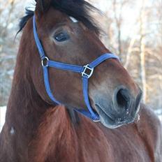 Belgier stenholmgårds Jeppe  charmetrolden <3