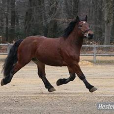 Belgier stenholmgårds Jeppe  charmetrolden <3