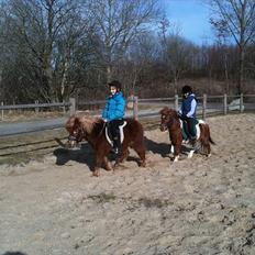 Shetlænder victor (lånepony)