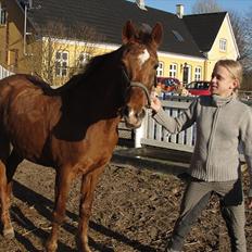 Anden særlig race Amanda 