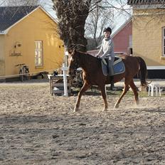 Anden særlig race Amanda 