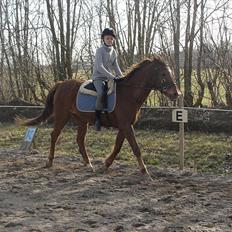 Anden særlig race Amanda 