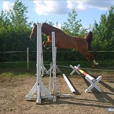 Arabisk fuldblod (OX) SR. Melekov - Solgt