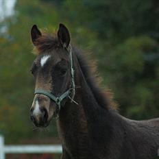 Anden særlig race Magnolias Chavilina