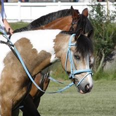 Anden særlig race Blue eyed Smartie