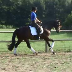 Anden særlig race Shanghai