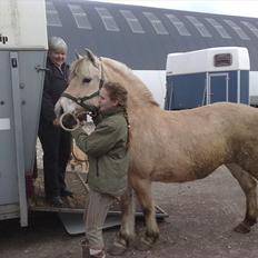 Fjordhest Katrinedals Kasandra