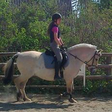 Fjordhest Katrinedals Kasandra