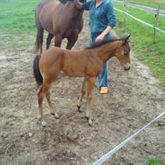 Quarter Peppys Smart Player