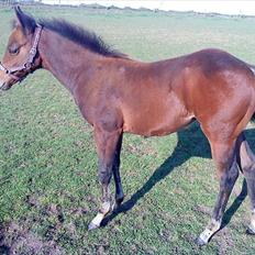 Quarter Peppys Smart Player