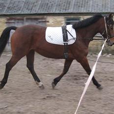 Anden særlig race Fiona