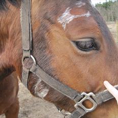 Anden særlig race Fiona