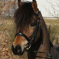 New Forest Lundemarksg. Hokus Pokus