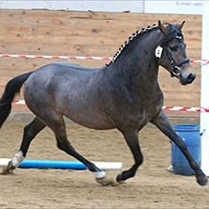 New Forest Lundemarksg. Hokus Pokus