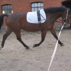 Anden særlig race Fiona