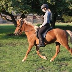 Islænder Frigg Fra Kirkehøj