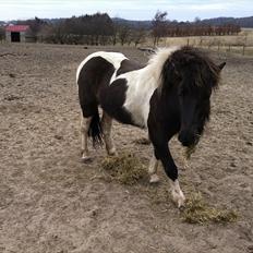 Islænder Bletta fra Arbakki