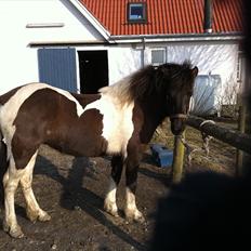 Islænder Bletta fra Arbakki