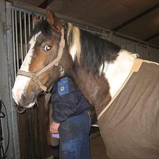 Anden særlig race Johana