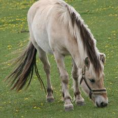 Fjordhest  aflivet   Bella Granly PRINSSEN