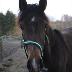 Dansk Varmblod Bugatti B.B