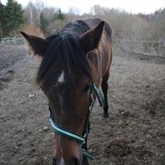Dansk Varmblod Bugatti B.B