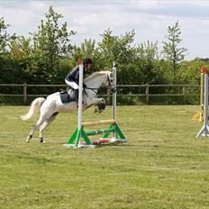 Welsh Pony (sec B) beauty