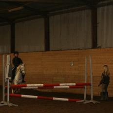 Welsh Pony (sec B) beauty