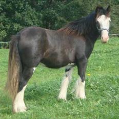 Irish Cob KENZO'S GENESIS ( solgt)