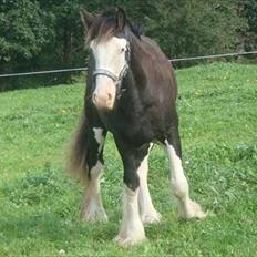 Irish Cob KENZO'S GENESIS ( solgt)