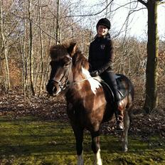 Islænder Bletta fra Arbakki