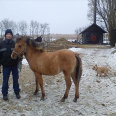 Anden særlig race Picasso