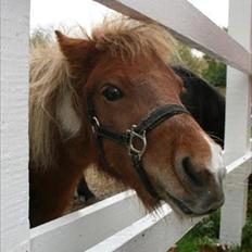 Shetlænder Cilje ¤Part¤