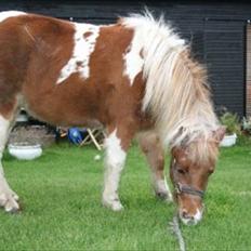 Shetlænder Cilje ¤Part¤